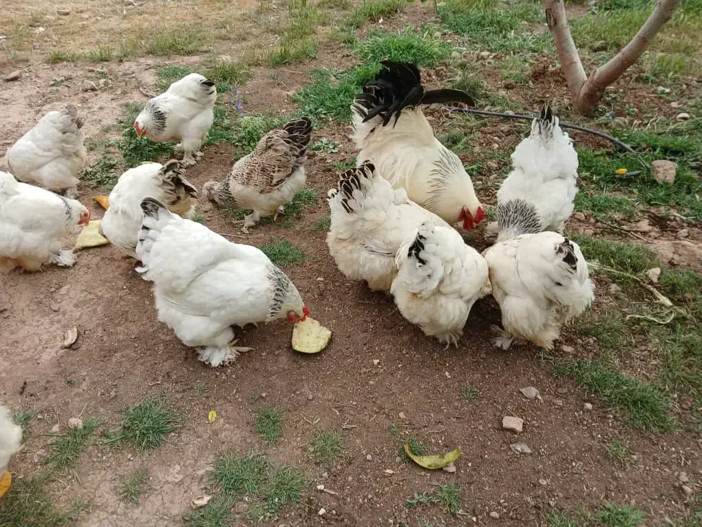 مرغ و خروس برهما لایت اورجینال|حیوانات مزرعه|هشتگرد, شهرک اداری|دیوار