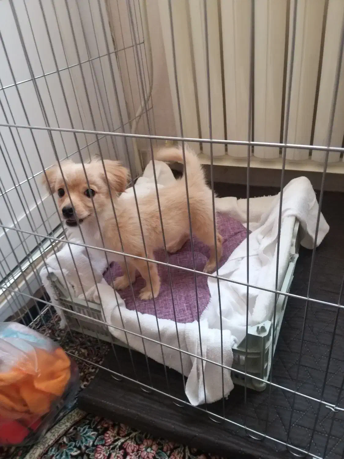 سگ پا کوتاه  بازی گوش|سگ|اسلام‌شهر, شهرک واوان|دیوار