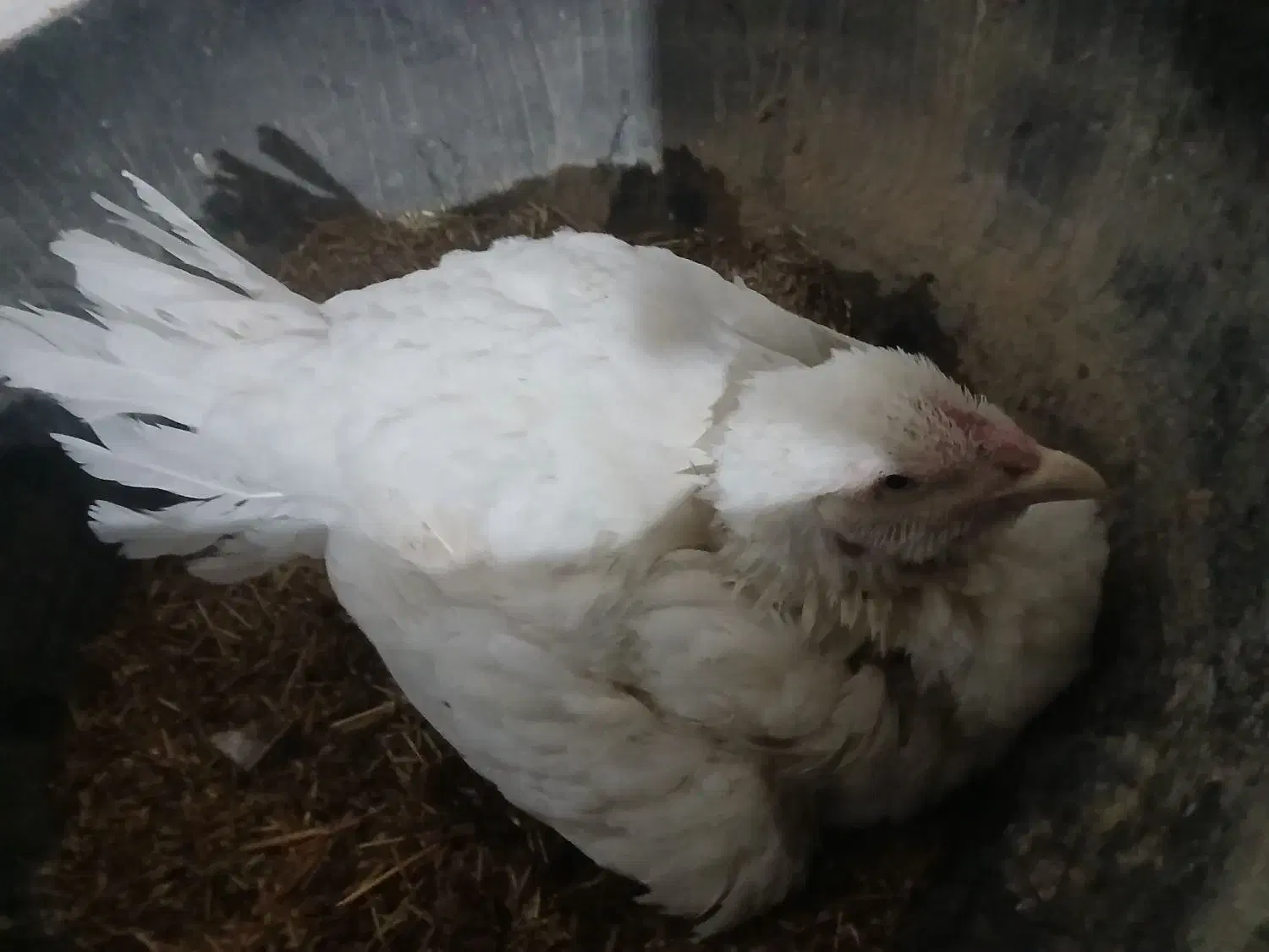 مرغ لاری کرچ|حیوانات مزرعه|تربت جام, جامرود|دیوار