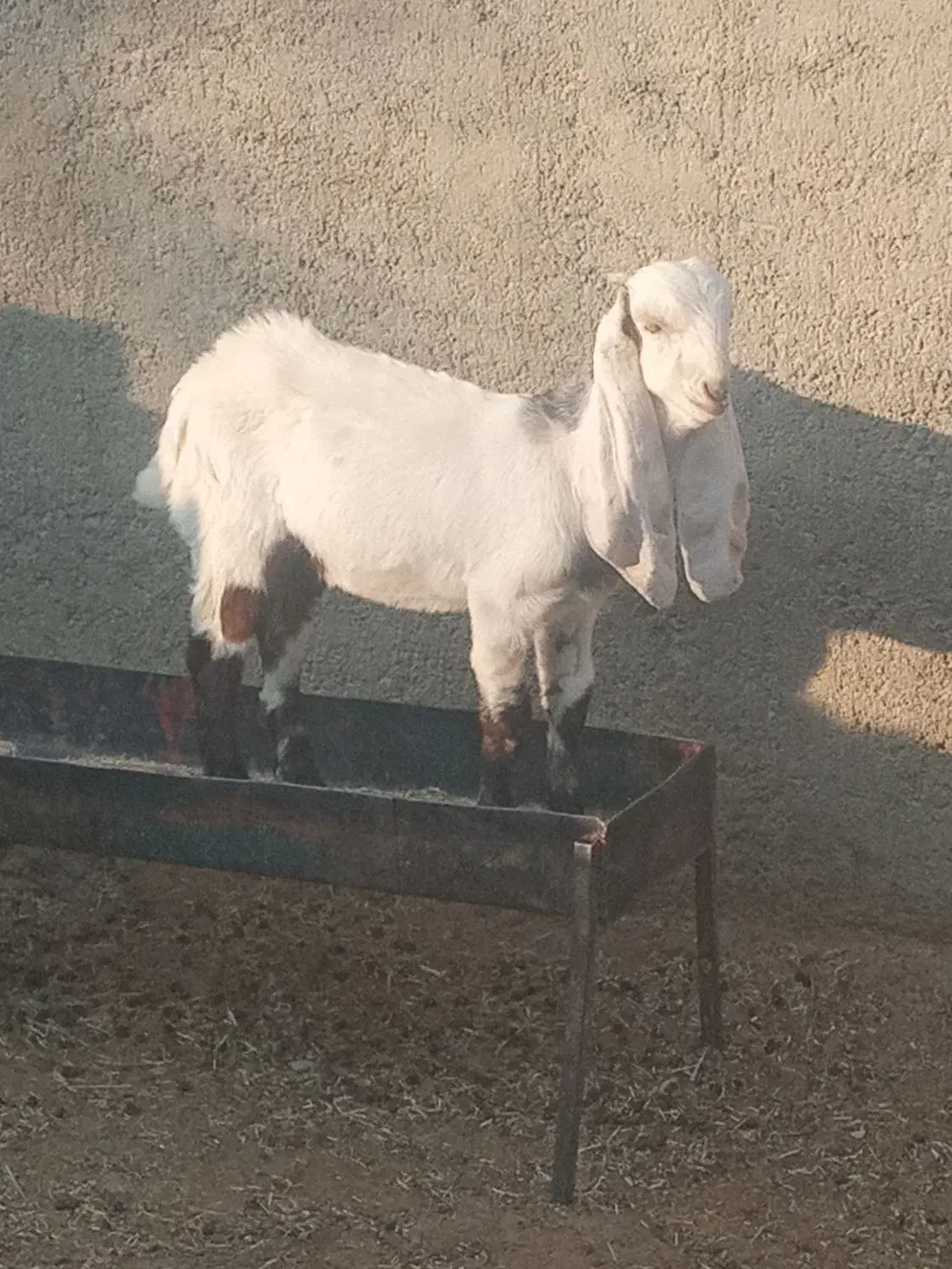 بز افغانی|حیوانات مزرعه|سیوان, |دیوار