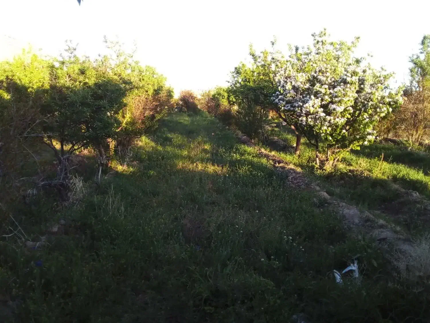 باغ دور دیوار موقعیت مناسب|فروش زمین و ملک کلنگی|کاشمر, |دیوار