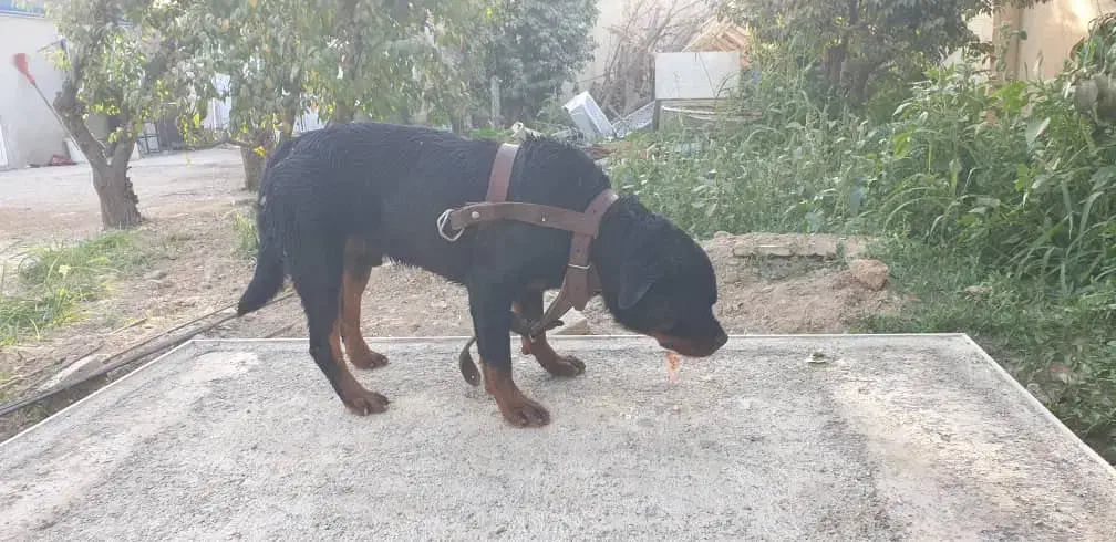 سگ گمشده محدوده سنقراباد|سگ|چهارباغ, |دیوار