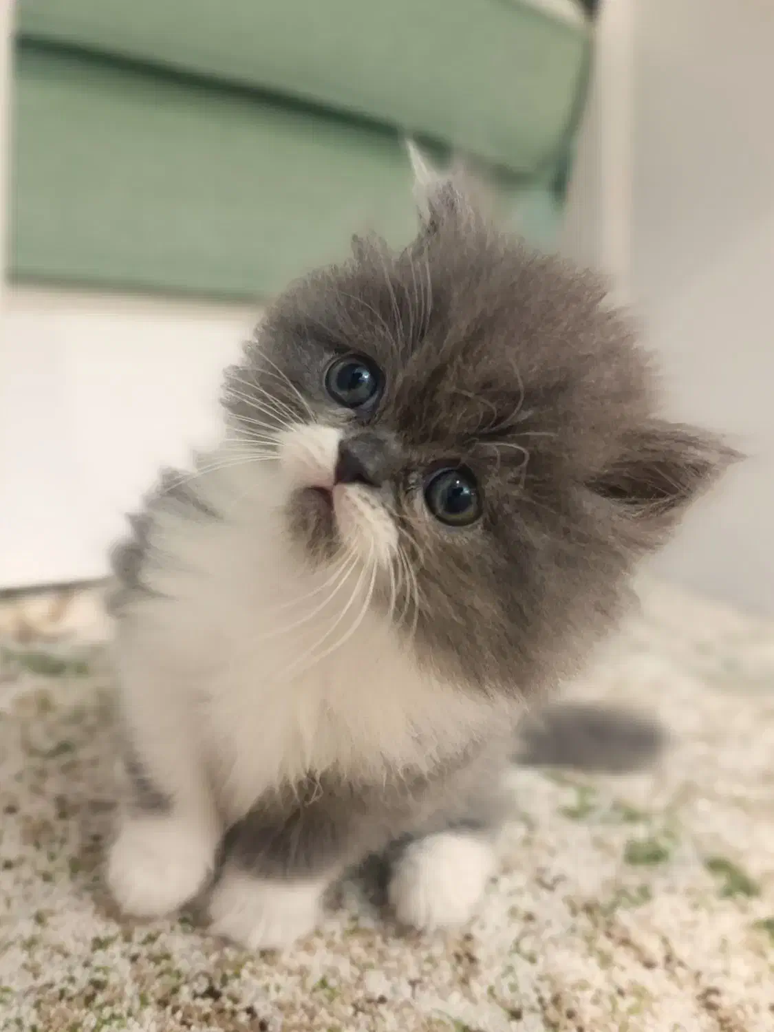 فروش|گربه|ساری, |دیوار