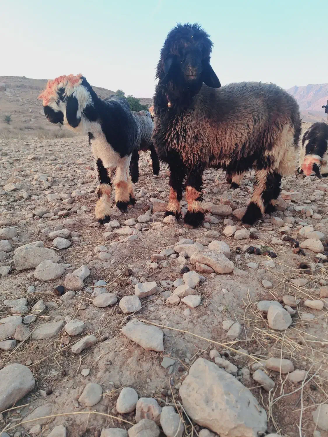 بره قوچی|حیوانات مزرعه|لالی, |دیوار