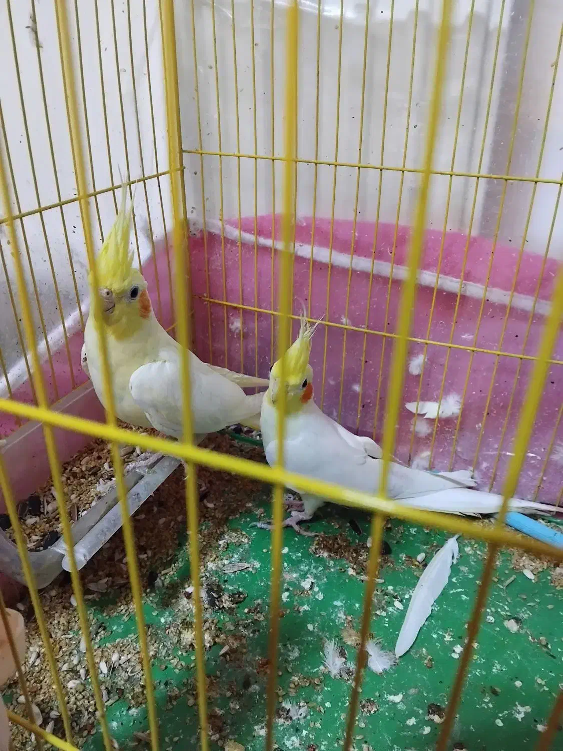 عروس هلندی2عدد سالم به علت کمبود جا به فروش می رسد|پرنده|مرند, |دیوار