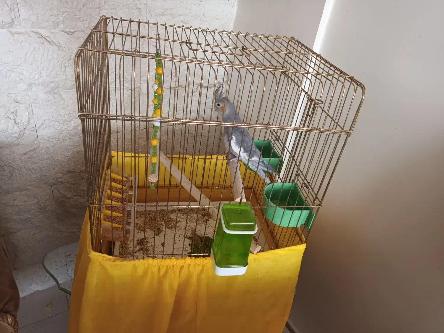 عروس هلندی|پرنده|پاکدشت, پاکدشت (مامازند)|دیوار