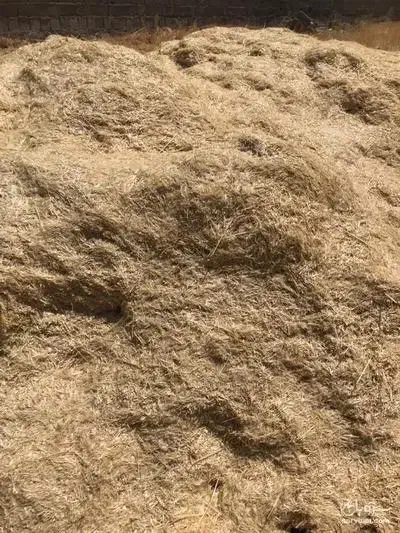 کاه کوفته شده گندم|عمدهفروشی|پاسارگاد, |دیوار
