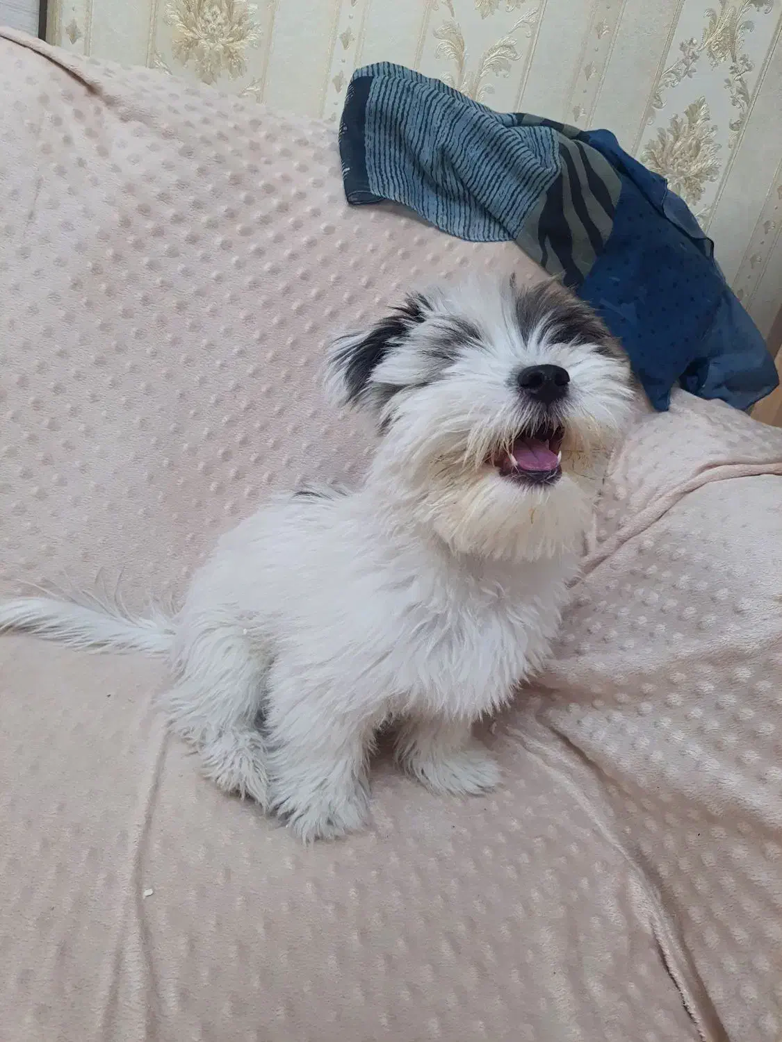 سگ شیتزو سه ماهه|سگ|سهند, |دیوار