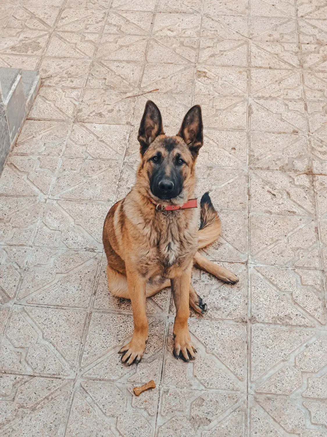 توله ۷ ماهه ژرمن ایکس|سگ|اردبیل, |دیوار