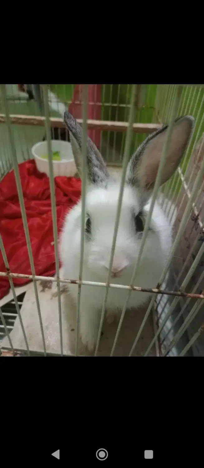 خرگوش خوب|موش و خرگوش|برازجان, |دیوار