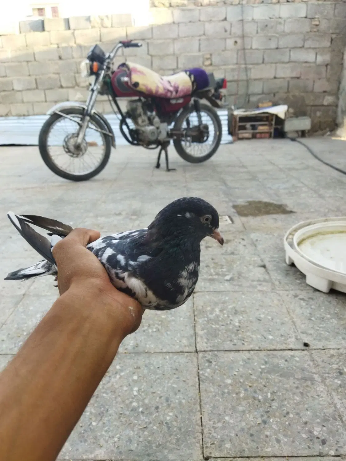 کفتر|پرنده|ایرانشهر, |دیوار