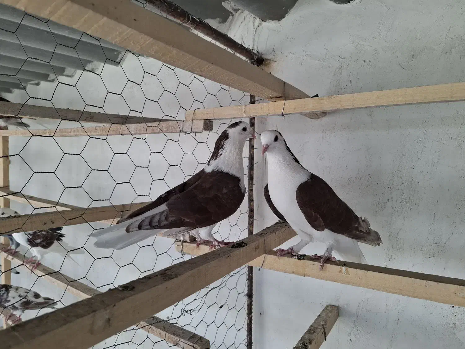 کبوتر|پرنده|آران و بیدگل, |دیوار