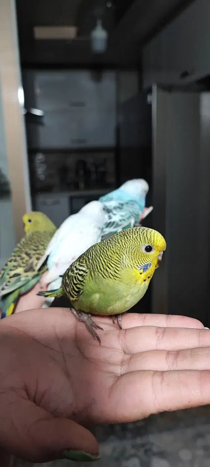 جوجه مرغ عشق اینگیلیسی|پرنده|اندیشه, اندیشه فاز ۴|دیوار