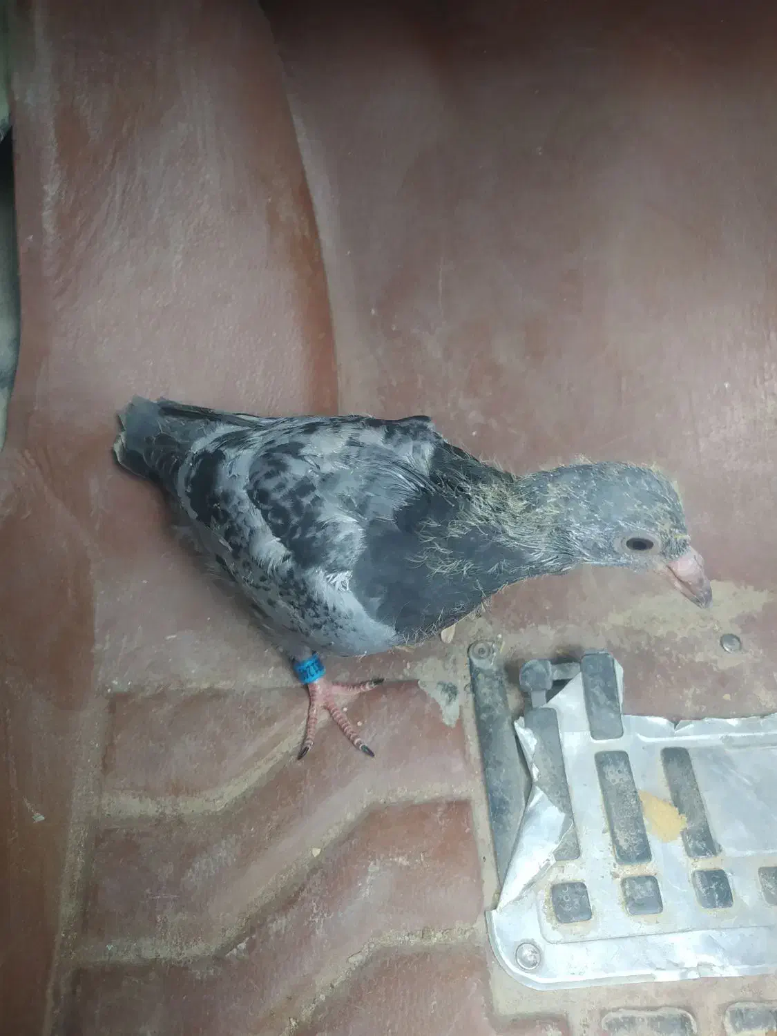 کبوتر فروشی وسایل مو تور|پرنده|زابل, |دیوار