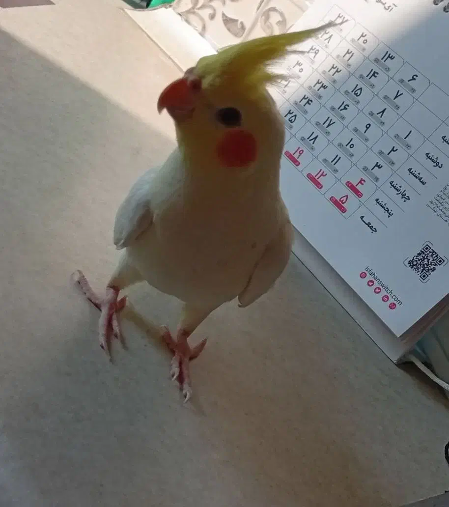 عروس هلندی گم شده|حیوانات|اردبیل, |دیوار