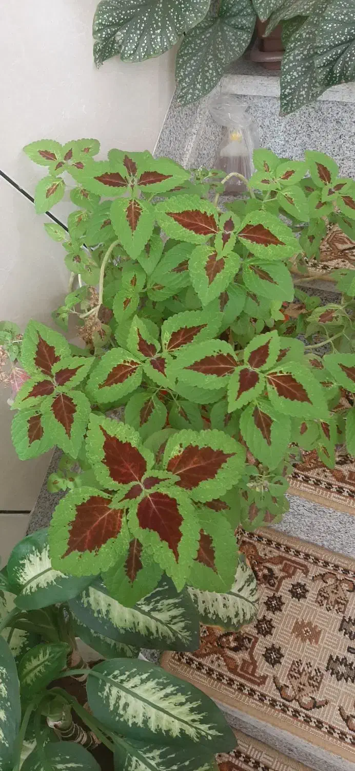 گل های تزئینی برای خانه|گل و گیاه طبیعی|سقز, |دیوار