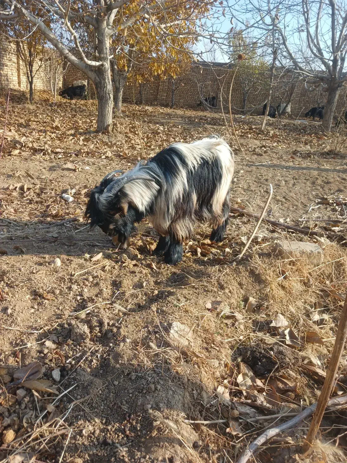 بزغاله|حیوانات مزرعه|لنجان, |دیوار