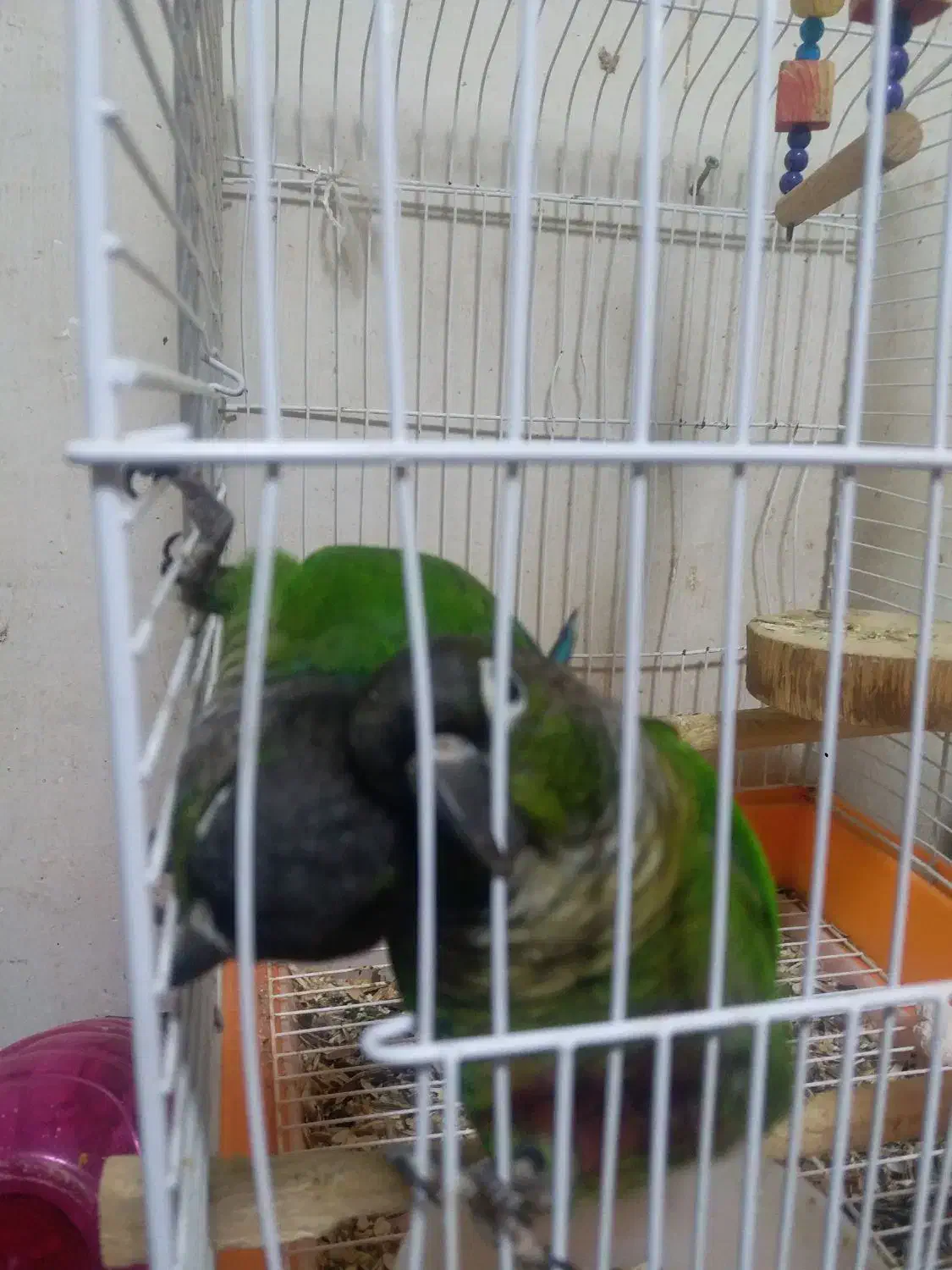 طوطی گرینچک|پرنده|میاندوآب, |دیوار