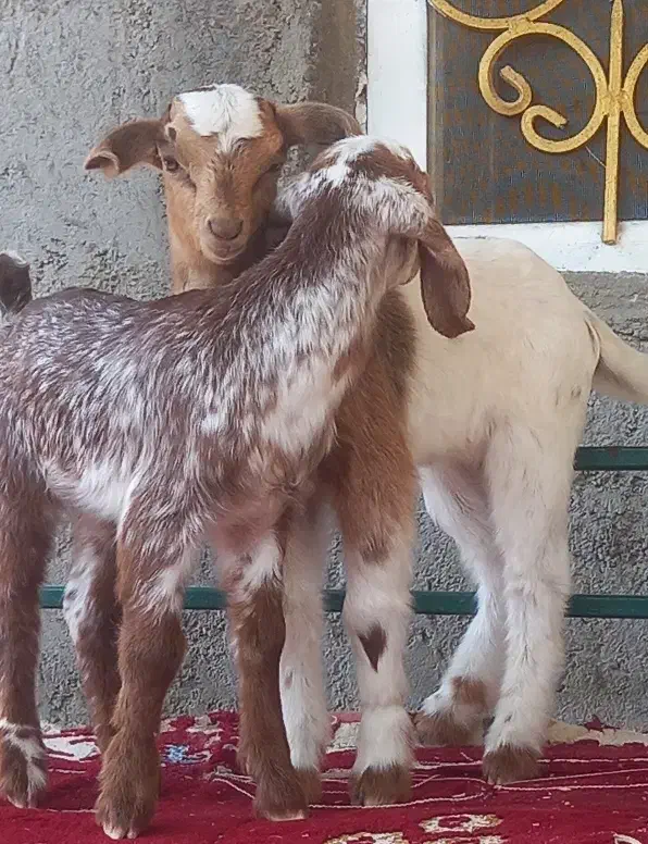 کهر شیر خواربازیگوش دوقلو زا زیر بزشیری مخوره پسنک|حیوانات مزرعه|بندرعباس, |دیوار