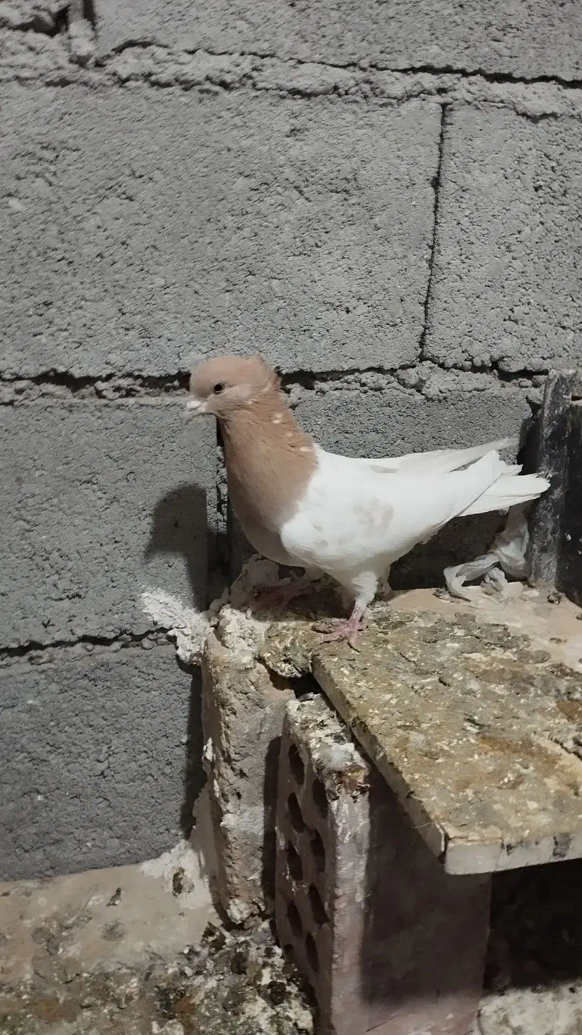 کبوتر|پرنده|تبریز, |دیوار