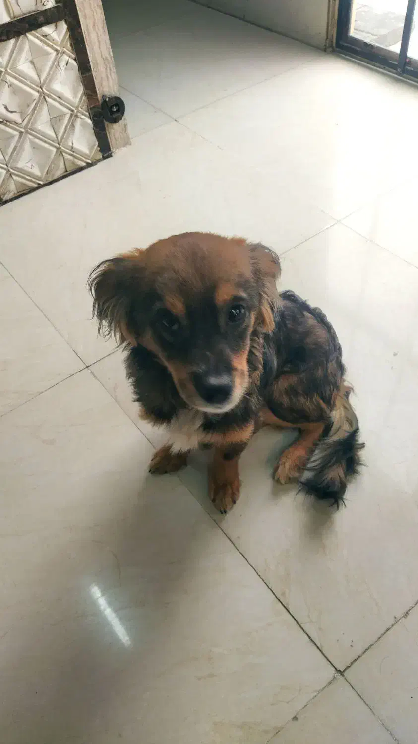 سگ خونگی|سگ|هشتگرد, هشتگرد قدیم|دیوار