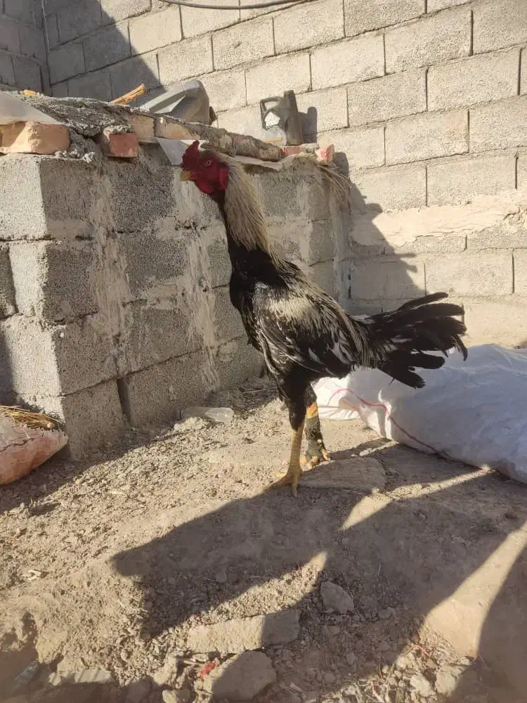 حروس|حیوانات مزرعه|سراوان, |دیوار