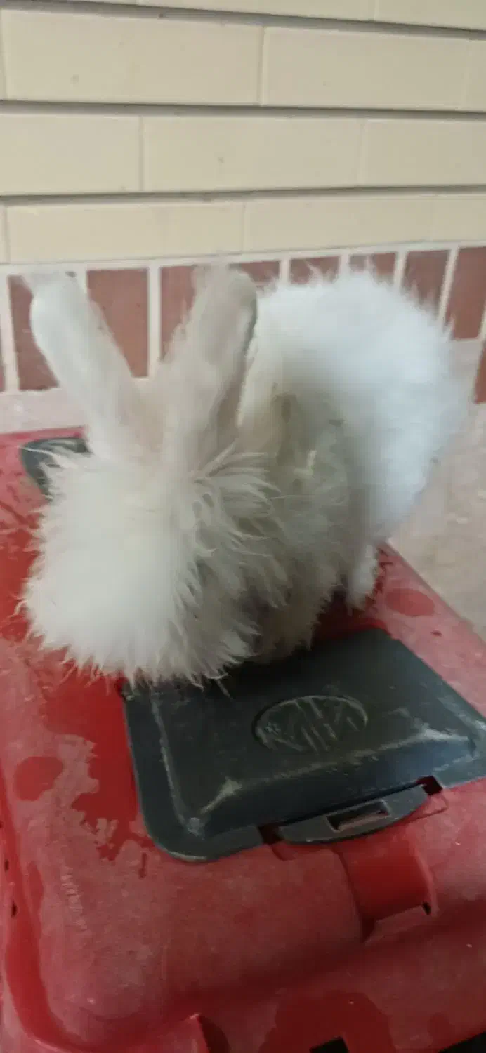 فروش خرگوش نژاد آنگورا|موش و خرگوش|آران و بیدگل, |دیوار