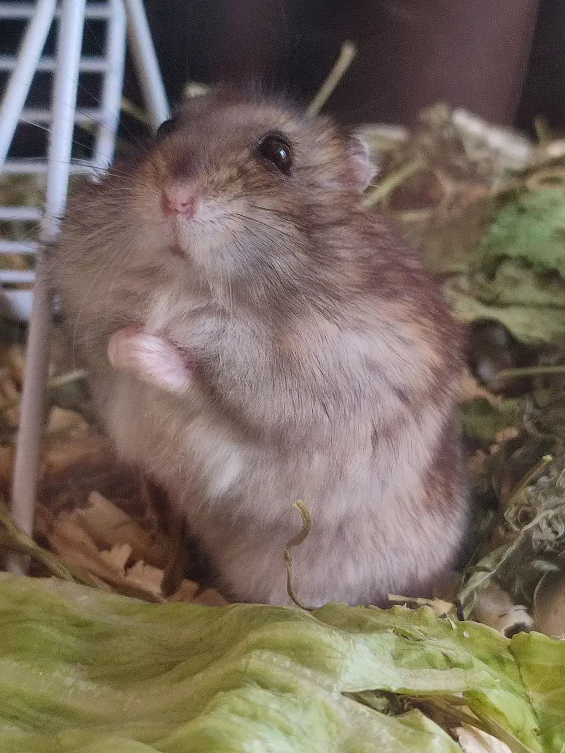 همستر|موش و خرگوش|کرج, گوهردشت|دیوار