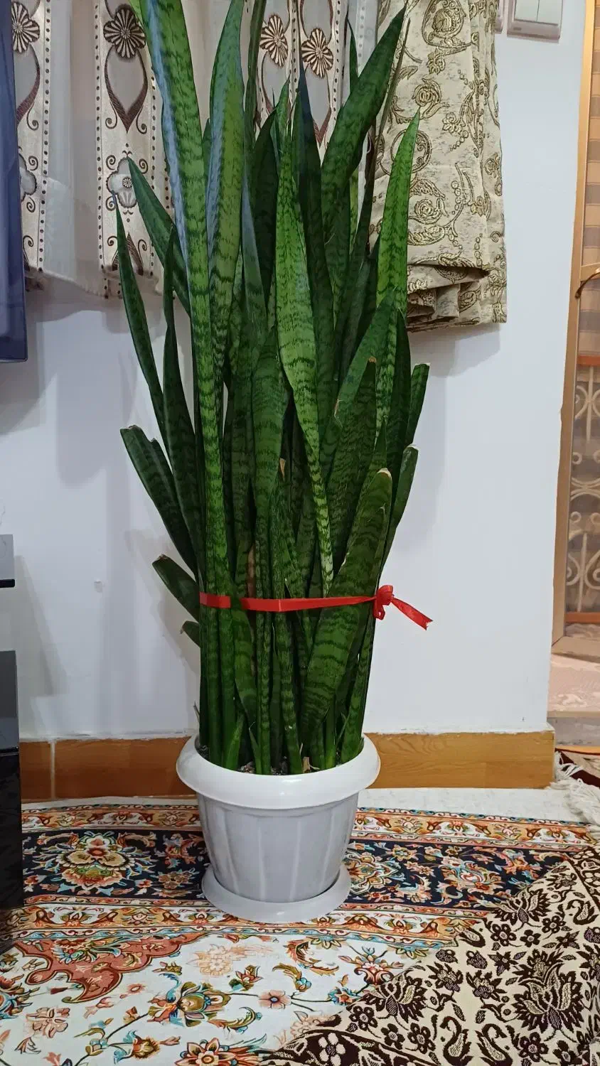 گل سانسوریا|گل و گیاه طبیعی|رشت, حمیدیان|دیوار