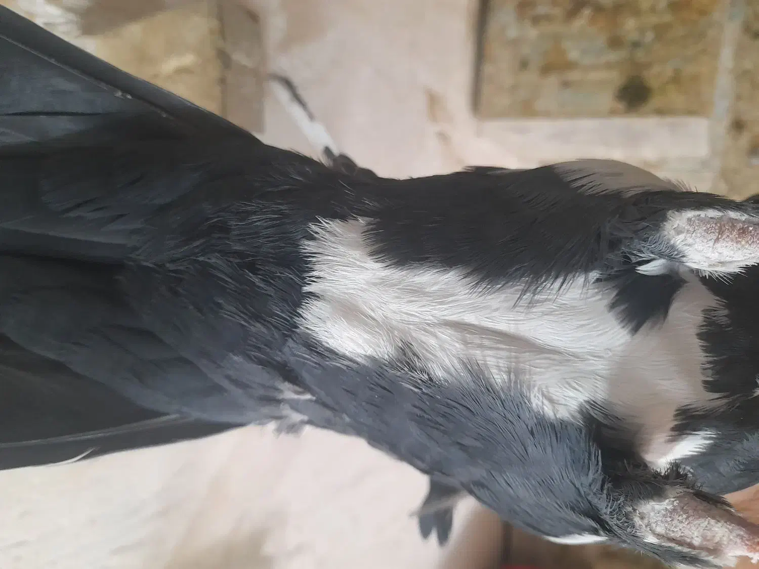 نر سیاه پلنگ|پرنده|زرند, |دیوار