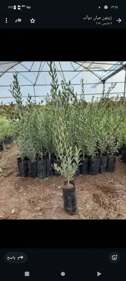 فروش نهال زیتون فیشوم|خدمات باغبانی و درختکاری|یاسوج, |دیوار