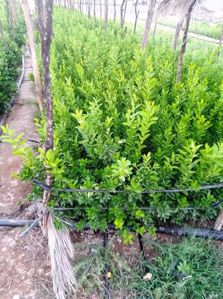 نهالستان رحمان نوری|خدمات باغبانی و درختکاری|خفر, |دیوار