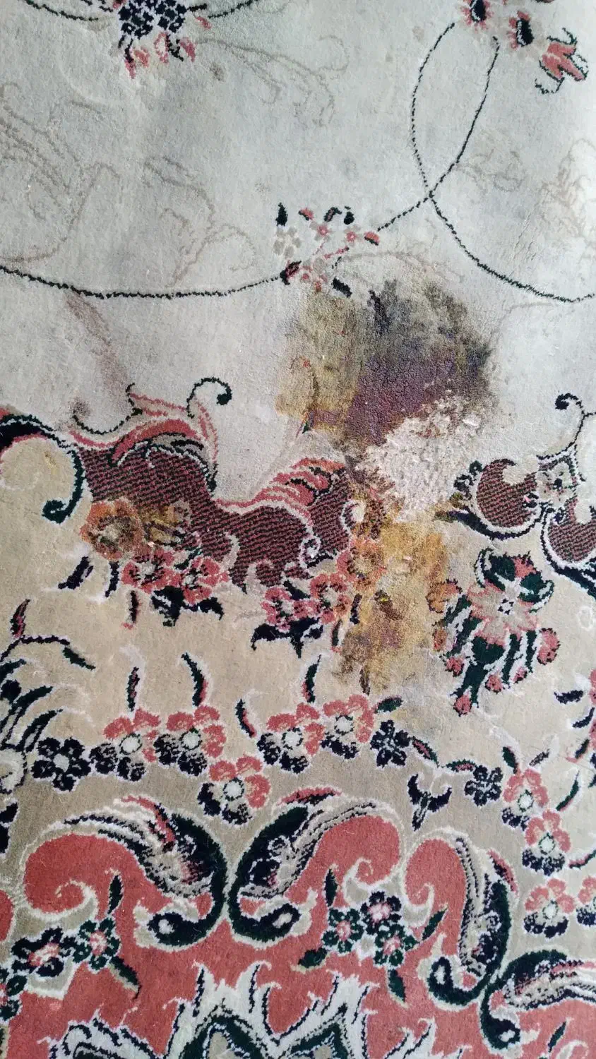 فرش ۱۲ متری|فرش|اراک, |دیوار