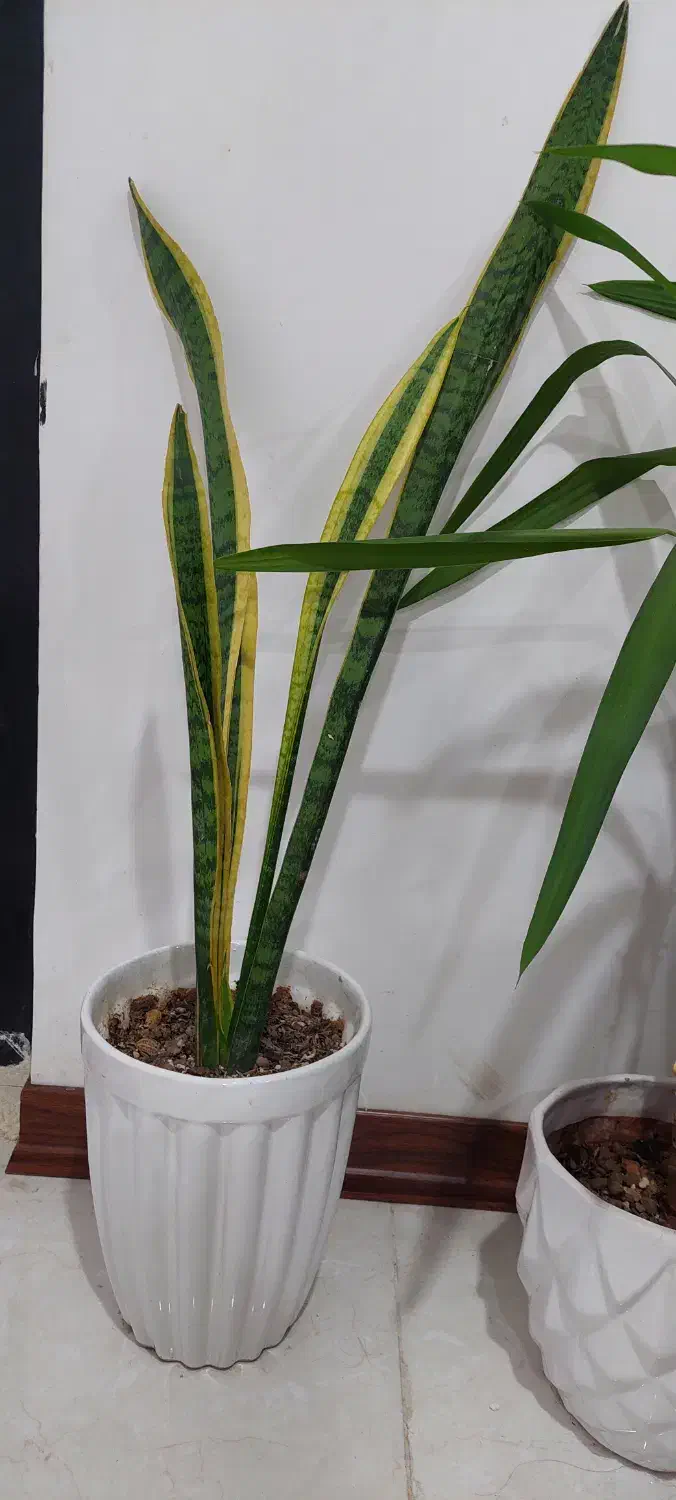 گلدان  و گل گیاه آپارتمانی|گل و گیاه طبیعی|اهواز, کوی باهنر|دیوار