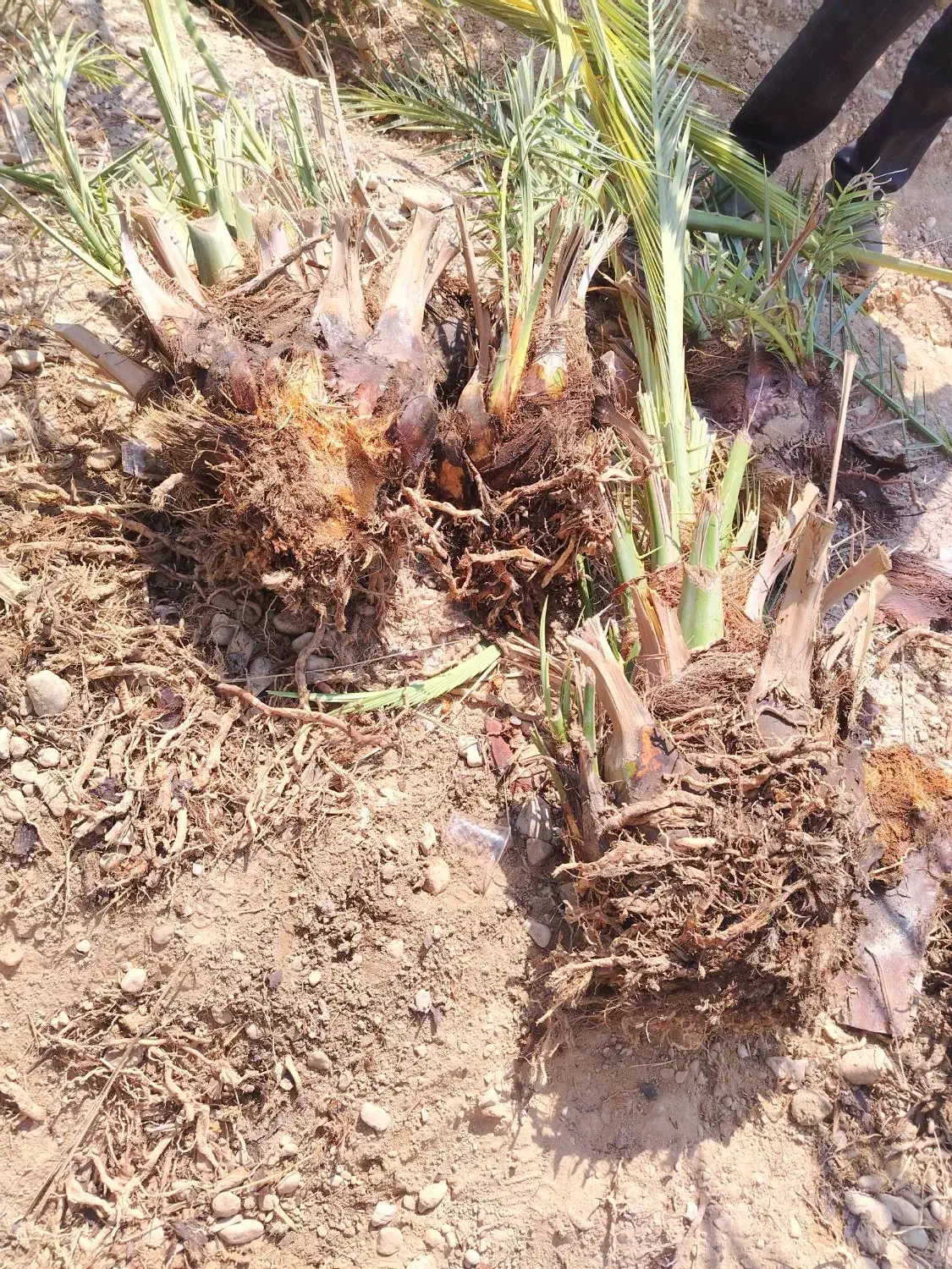 فروش پاجوش خاصیو سفید|گل و گیاه طبیعی|فورگ, |دیوار