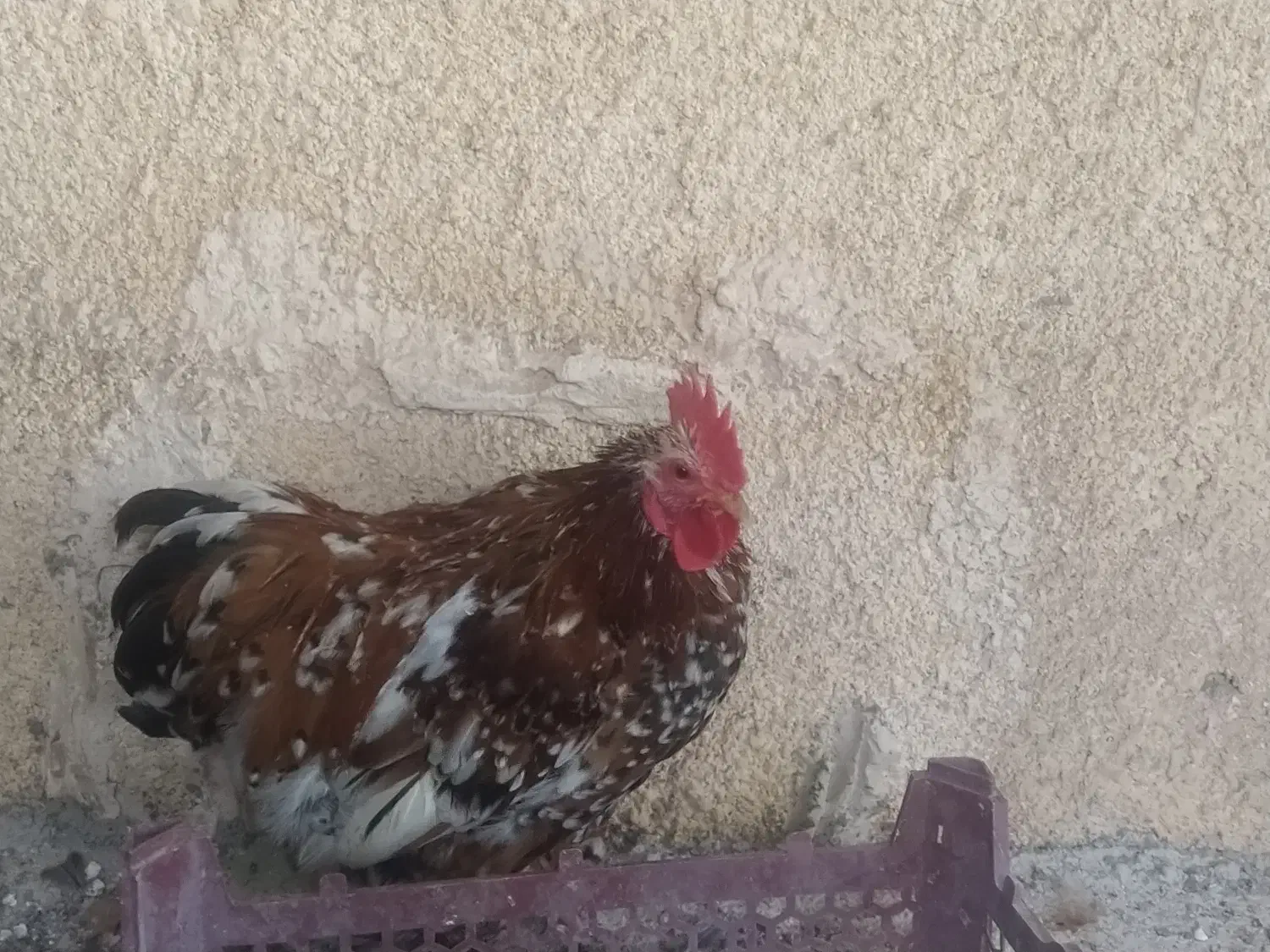 مرغ برهما بلک متلد، خروس کوشین پورسلن، مرغ ویاندوت|حیوانات مزرعه|هشتگرد, خور|دیوار