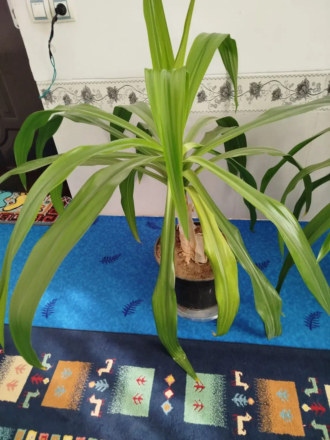 گل ذرتی|گل و گیاه طبیعی|فسا, |دیوار