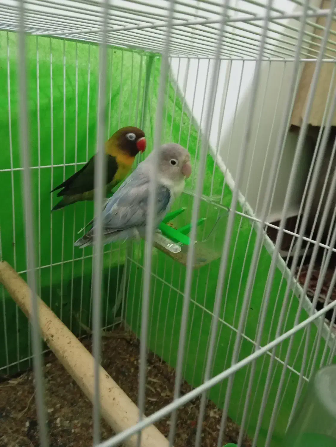 کوتوله برزیلی|پرنده|تایباد, |دیوار