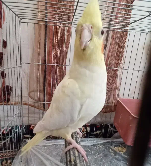 عروس هلندی لوتینو ماده|پرنده|ملایر, |دیوار