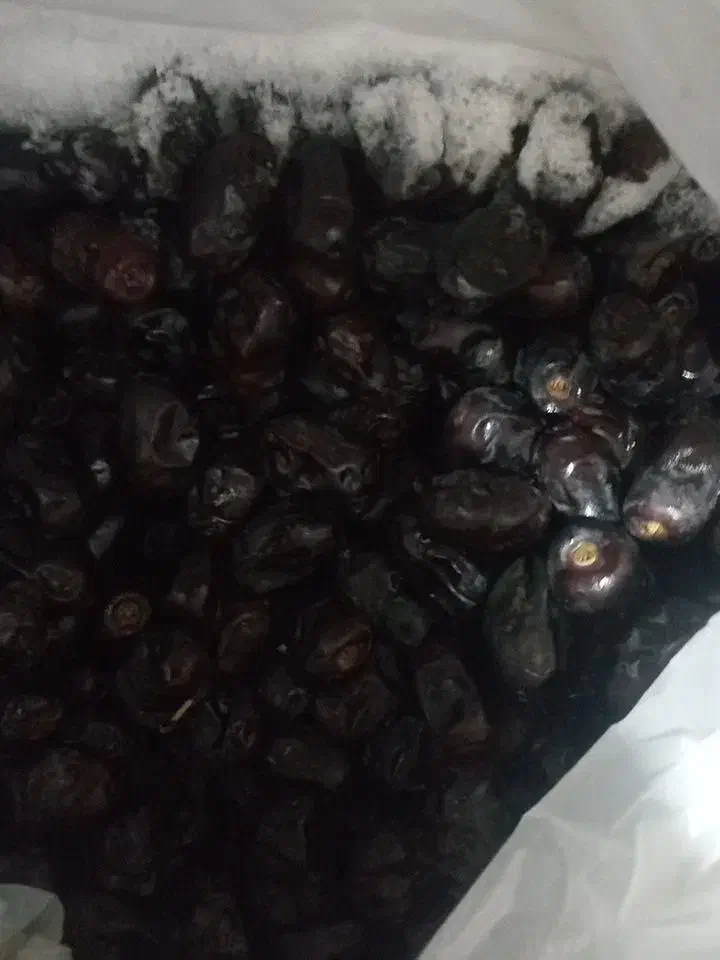 خرما مضافتی|حراج|ریگان, |دیوار