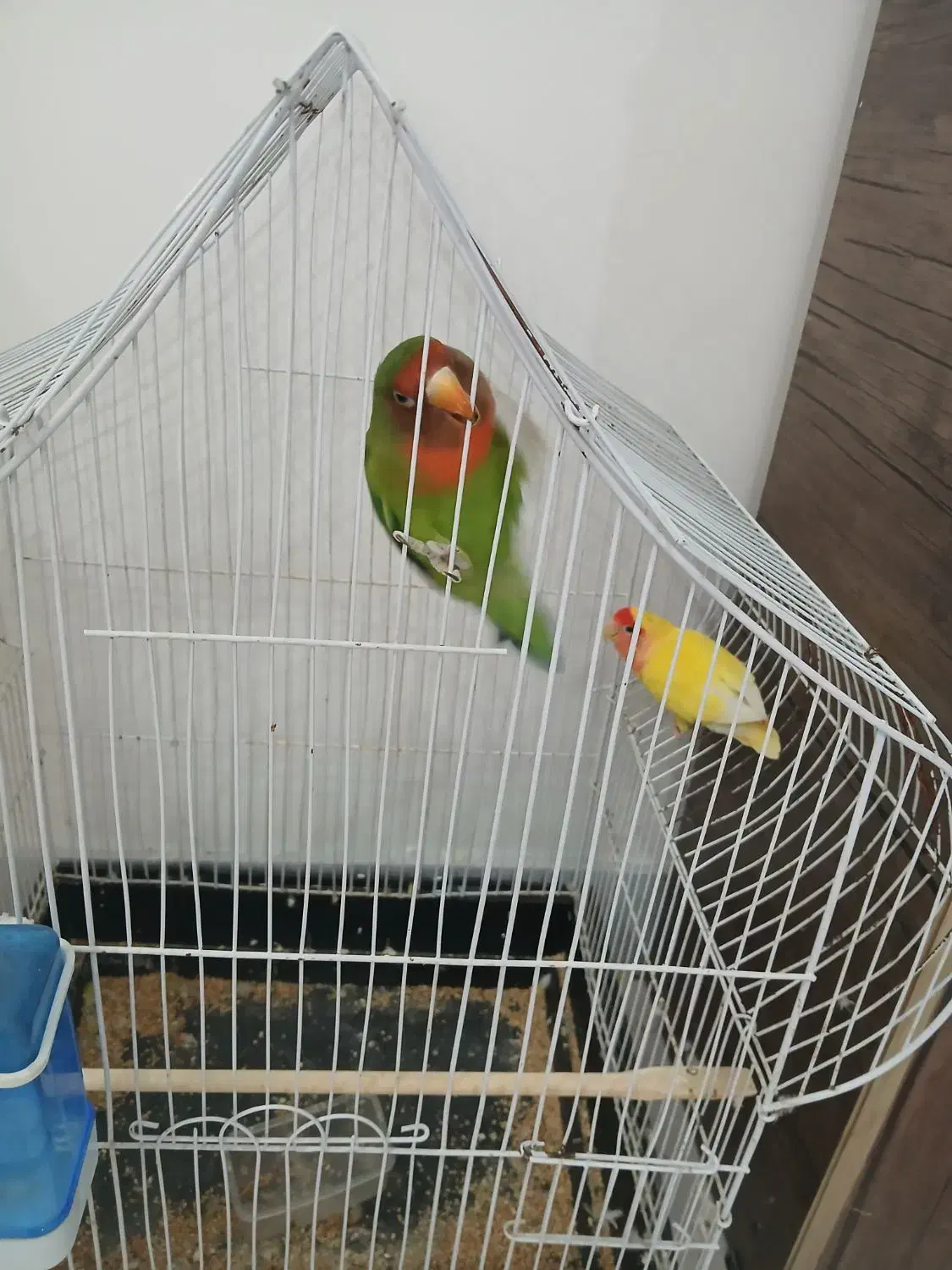 طوطی برزیلی جفت،نر سخنگو با قفس|پرنده|چهارباغ, |دیوار