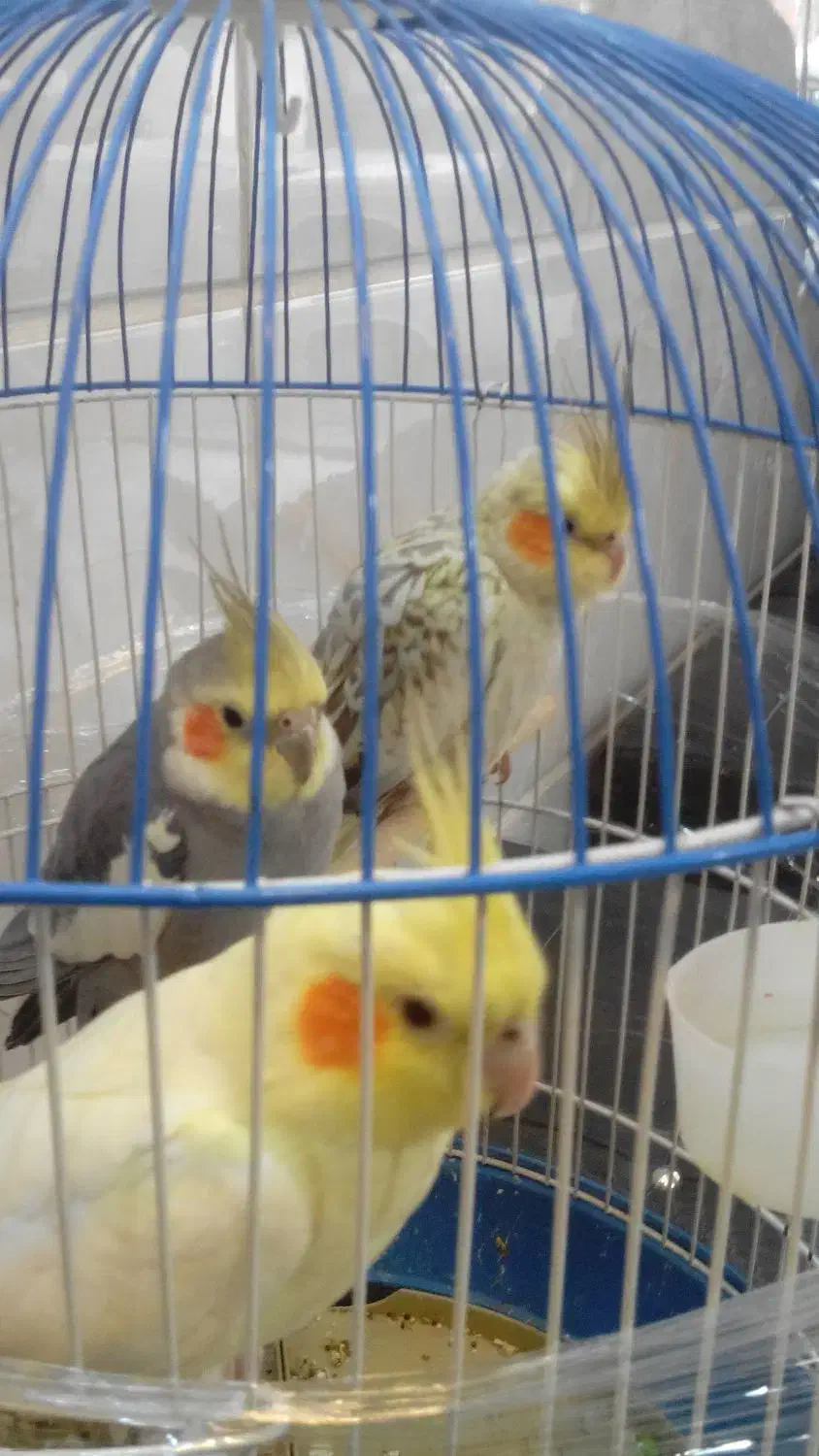 عروس هلندی|پرنده|فردیس, سرحدی|دیوار