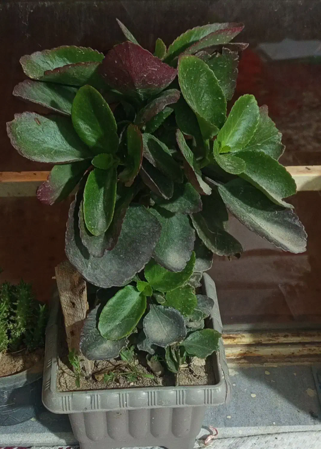 گل قاشقی|گل و گیاه طبیعی|اهر, |دیوار