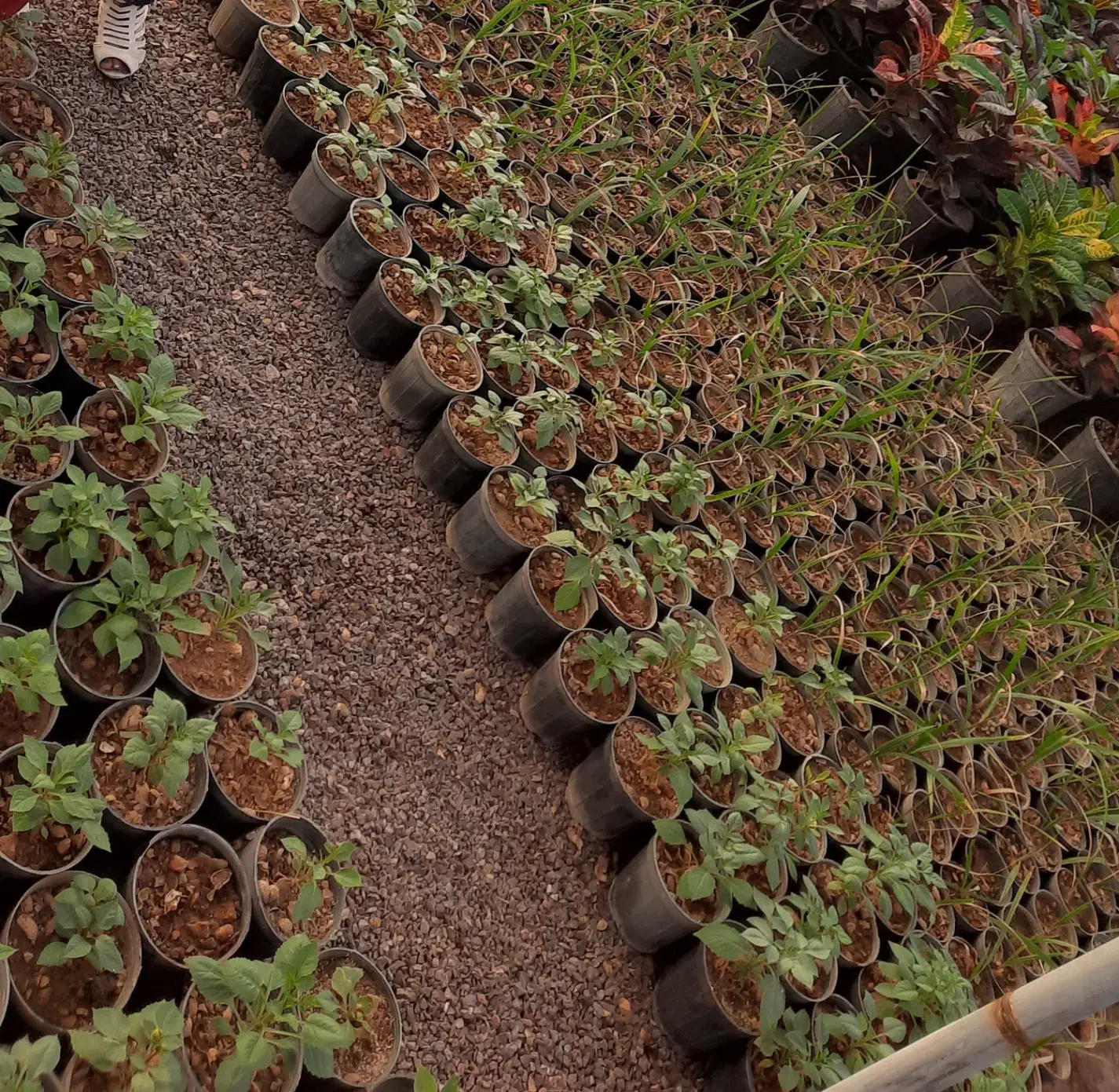 اجاره گلخانه|فروش دفتر صنعتی، کشاورزی، تجاری|محلات, |دیوار