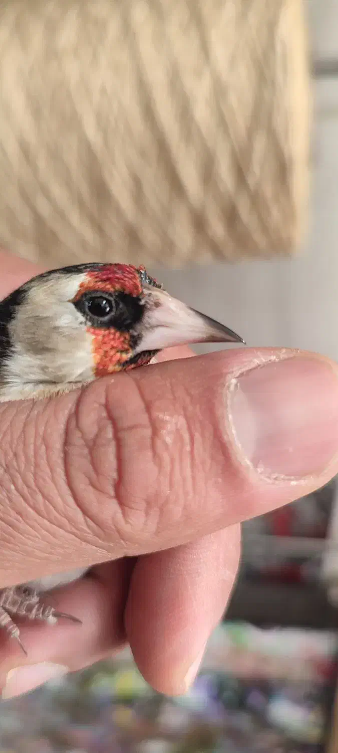 سهره سر سیاه استان فارسی|پرنده|شیراز, کوشک میدان|دیوار