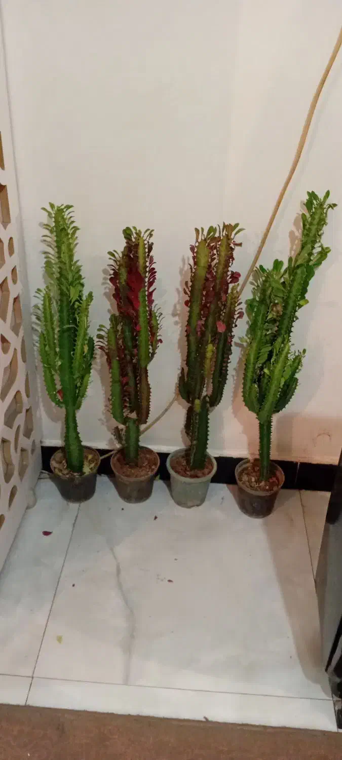 تلفن نیست|تلفن رومیزی|خرمآباد, |دیوار