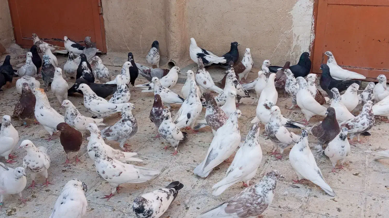 پرنده کفتر خوب|پرنده|تهران, حر|دیوار