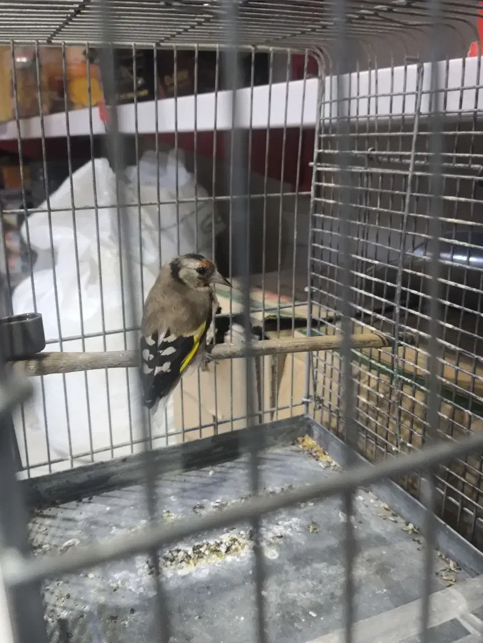 سهره معاوضه قناری سر خاکی|پرنده|محمدیه-قزوین, |دیوار