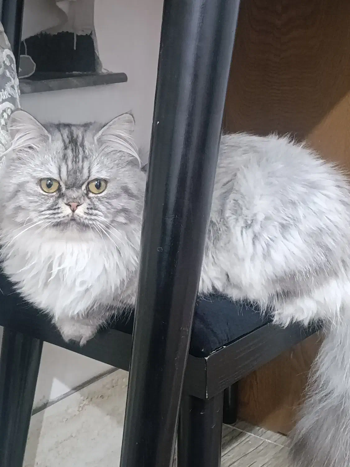 گربه نژاد پرشین|گربه|پیرانشهر, |دیوار