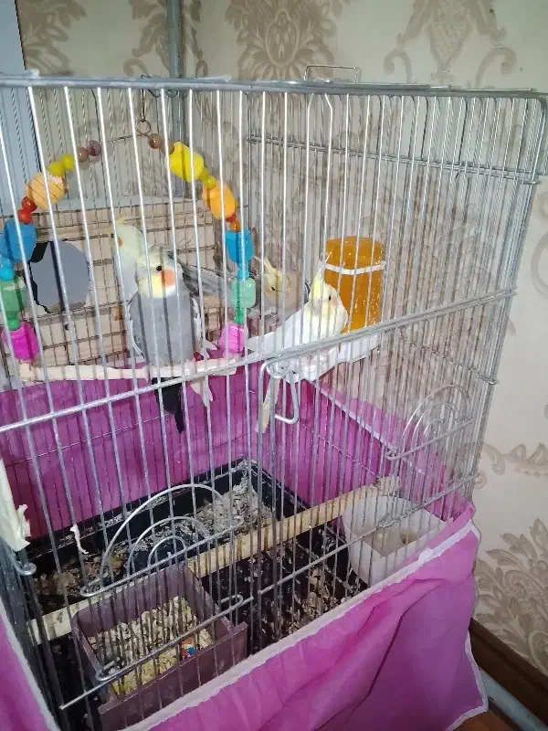 عروس هلندی|پرنده|فردیس, شهرک ۱۱۰|دیوار